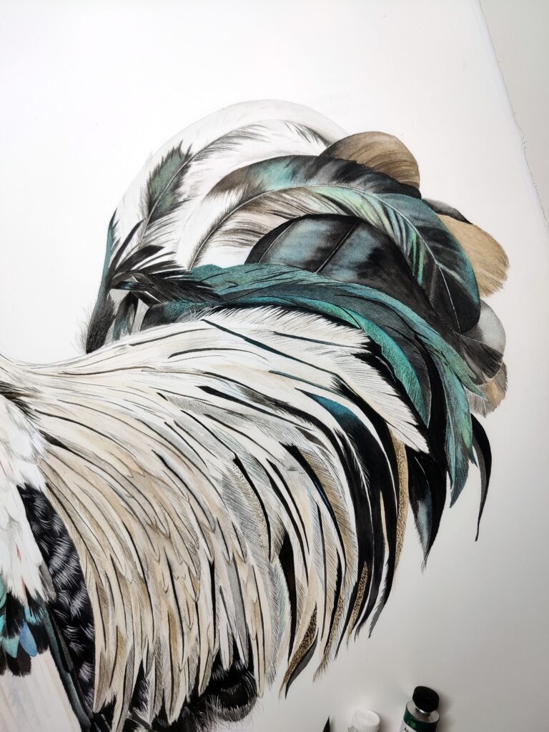 Close up of Watercolor rooster