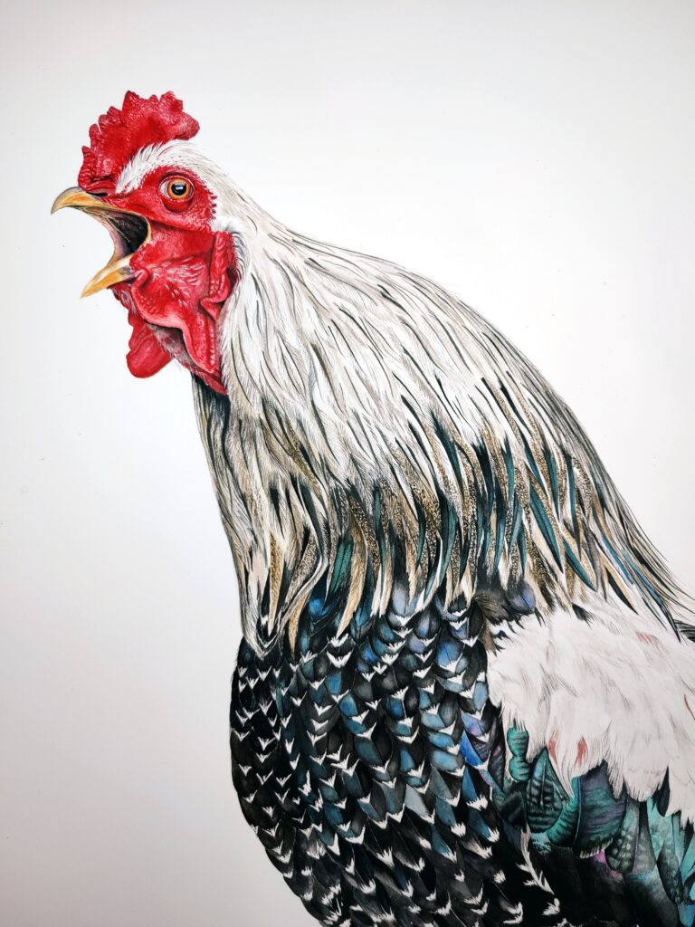 Watercolor rooster artwork